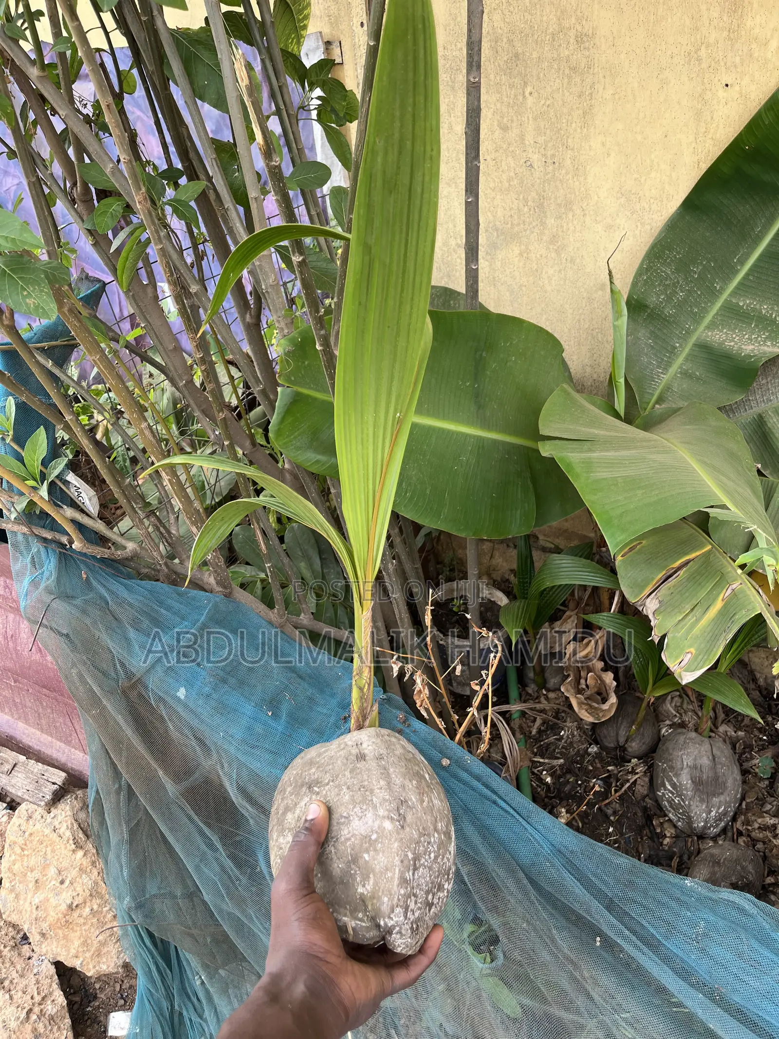 Coconut Seedlings for Sale