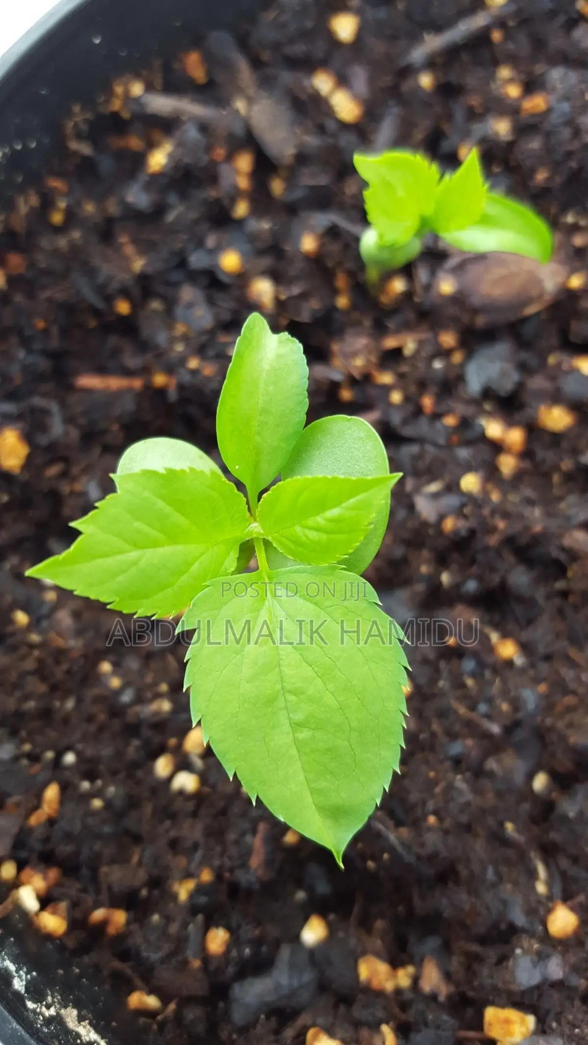 Apple Seedlings