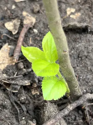 Apple Seedlings
