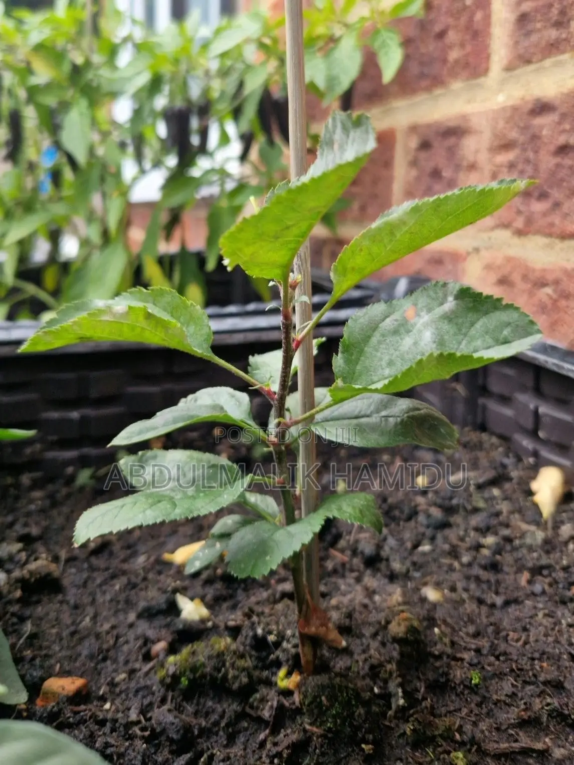 Apple Seedlings