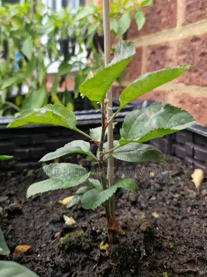 Apple Seedlings