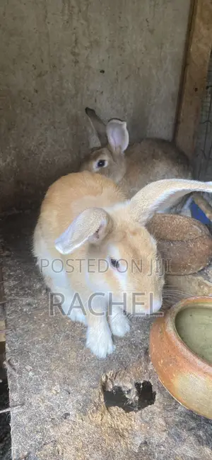 Rabbit for Sale