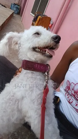 1+ year Male Purebred Poodle