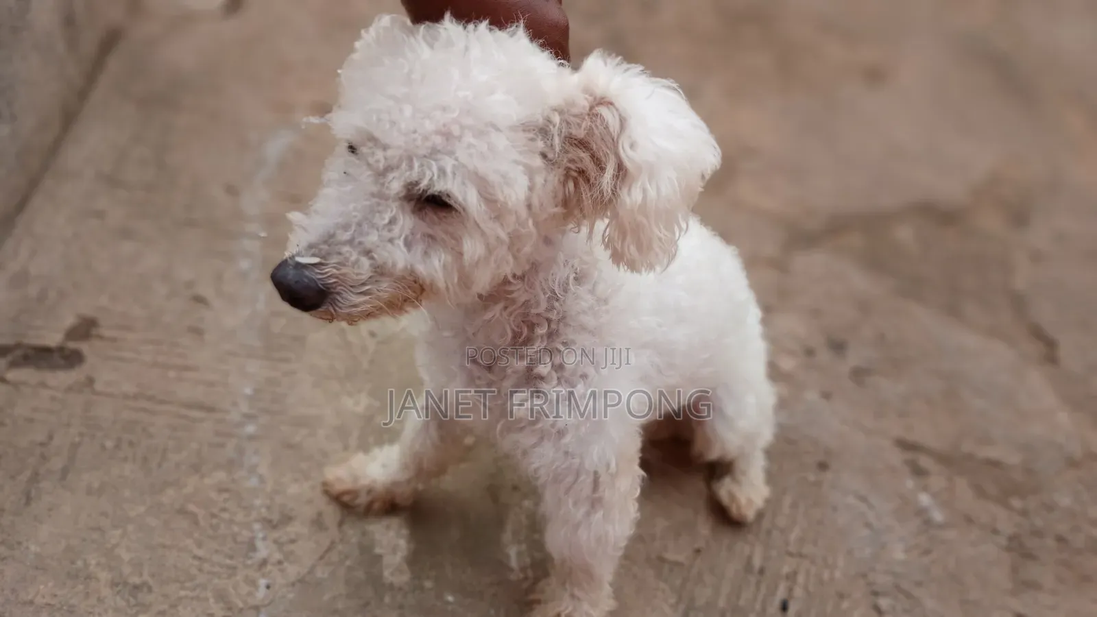 1+ year Male Purebred Poodle