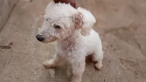 1+ year Male Purebred Poodle