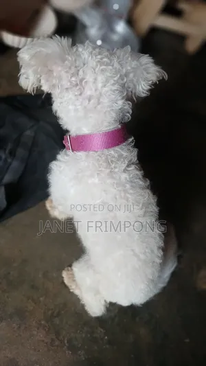 1+ year Male Purebred Poodle