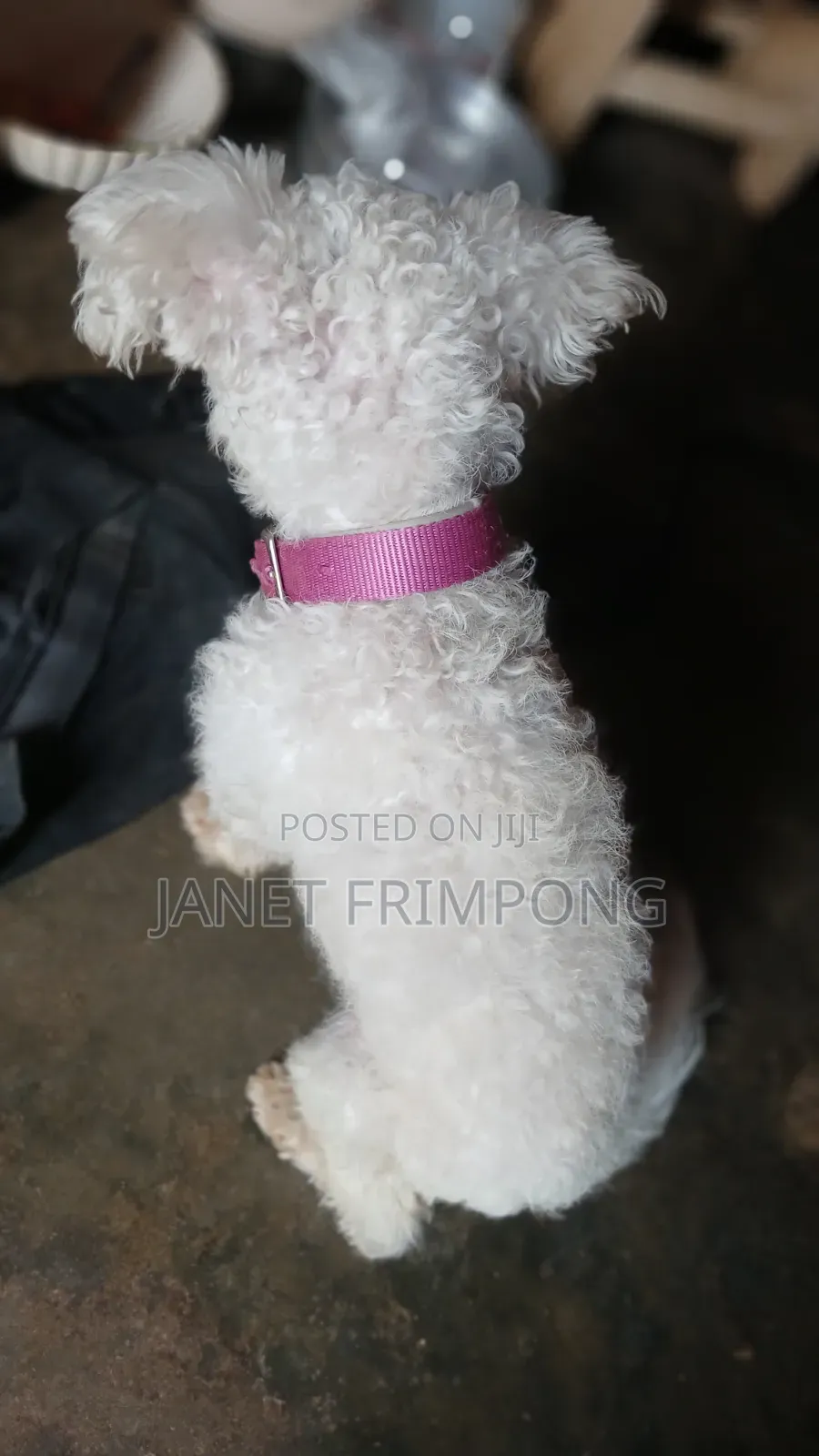 1+ year Male Purebred Poodle