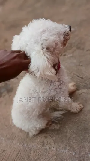 1+ year Male Purebred Poodle