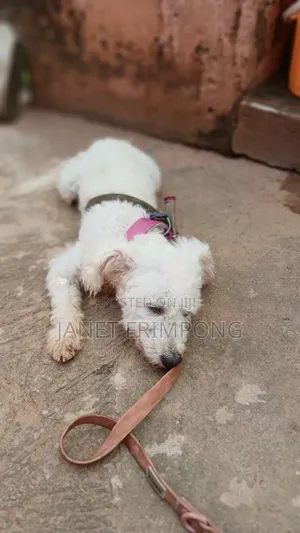 1+ year Male Purebred Poodle