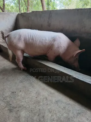 Healthy Pigs for Sale 10-130kgs