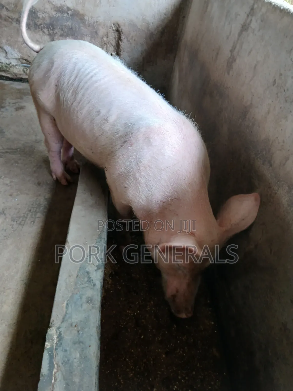 Healthy Pigs for Sale 10-130kgs