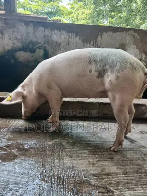 Clean Pork for Sale