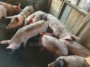 Pigs for Sale