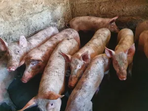 Pigs for Sale