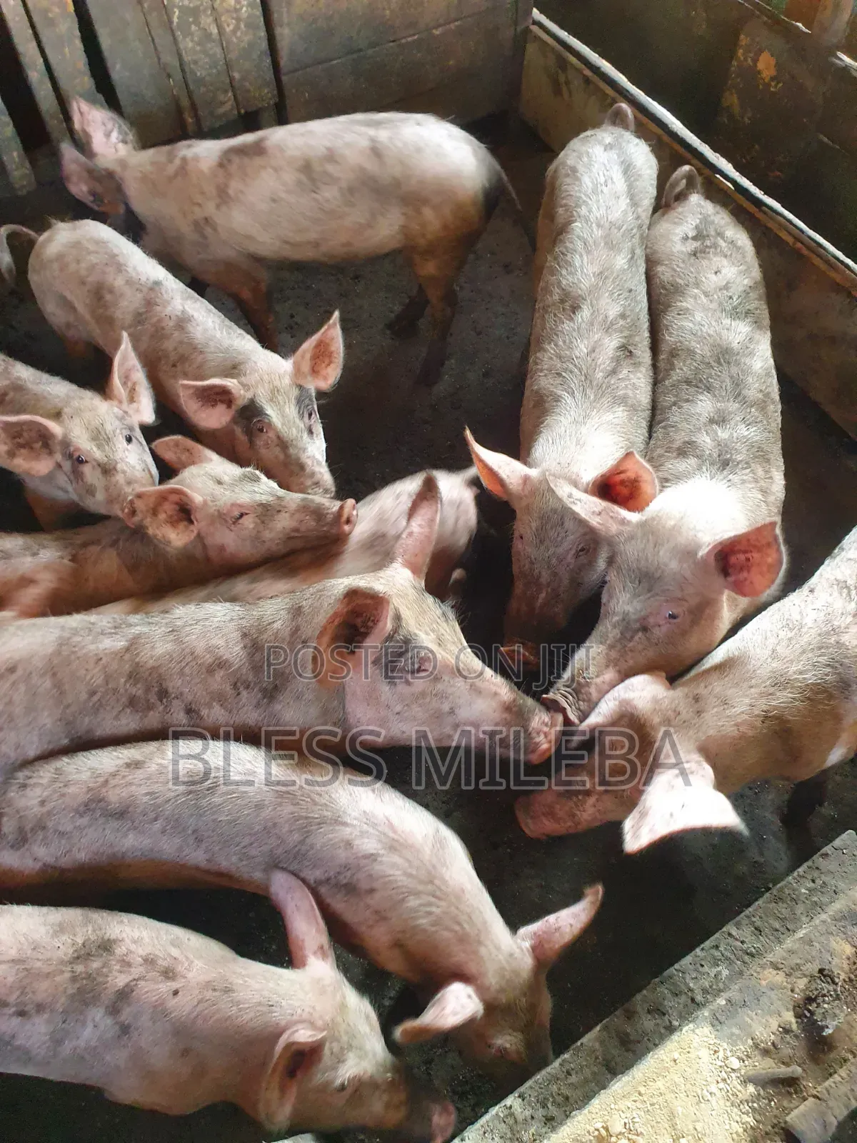 Pigs for Sale