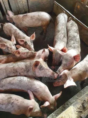 Pigs for Sale