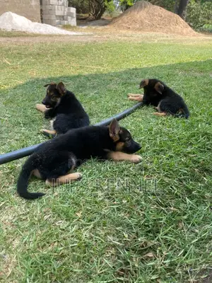 1-3 months Female Purebred German Shepherd