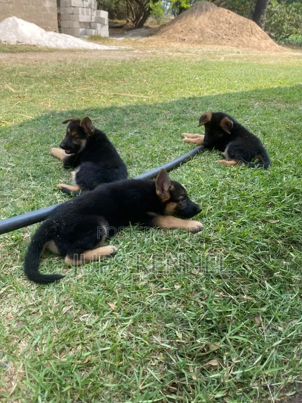 1-3 months Female Purebred German Shepherd