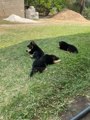 1-3 months Female Purebred German Shepherd