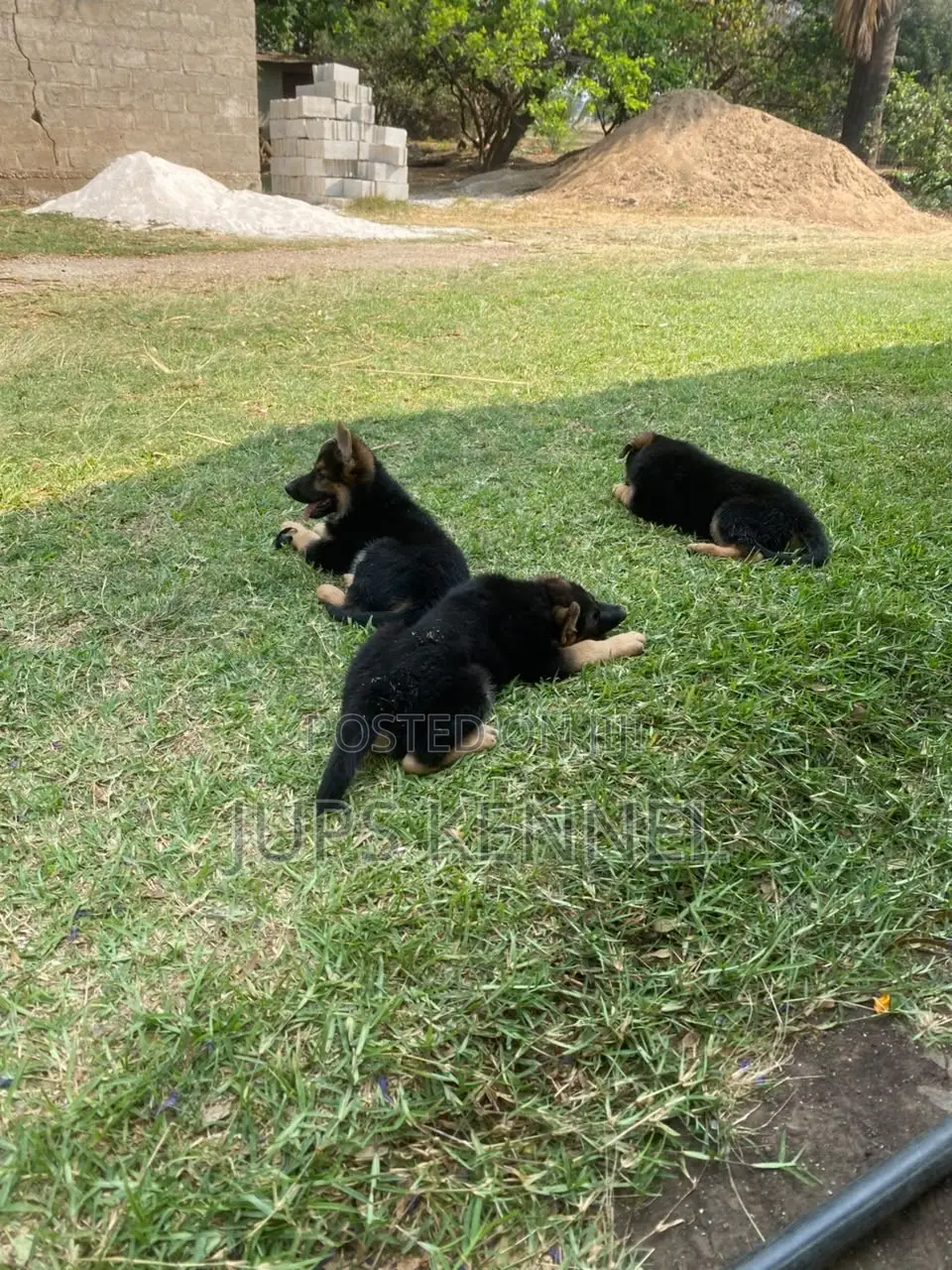 1-3 months Female Purebred German Shepherd