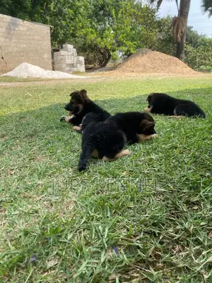 1-3 months Female Purebred German Shepherd