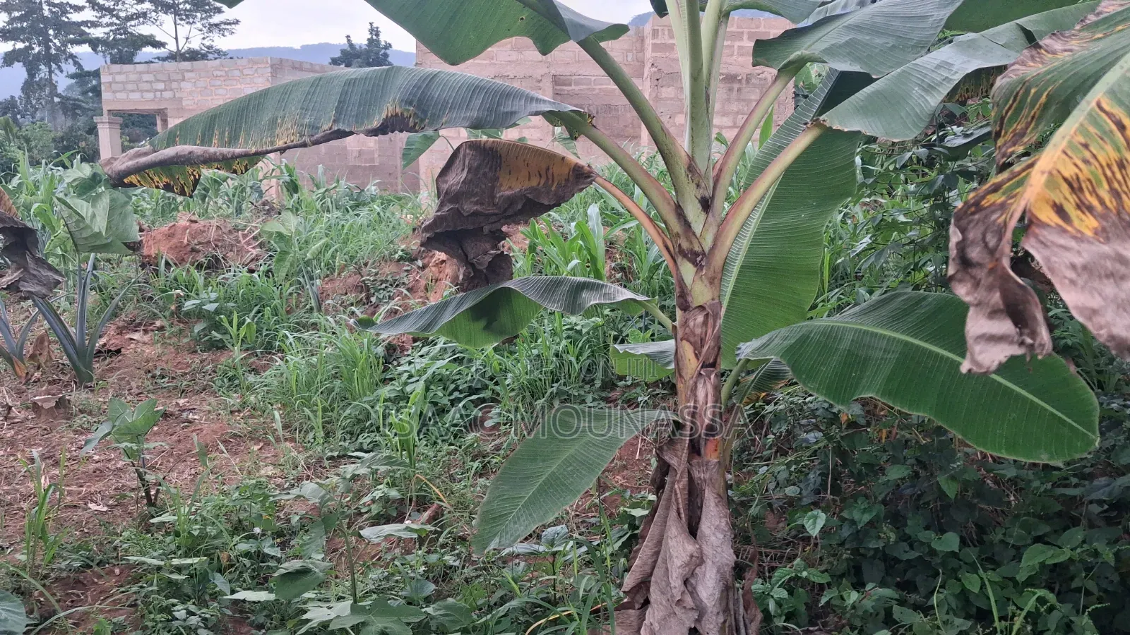 Half Plot of Land at Oyoko Agunaba Hotel