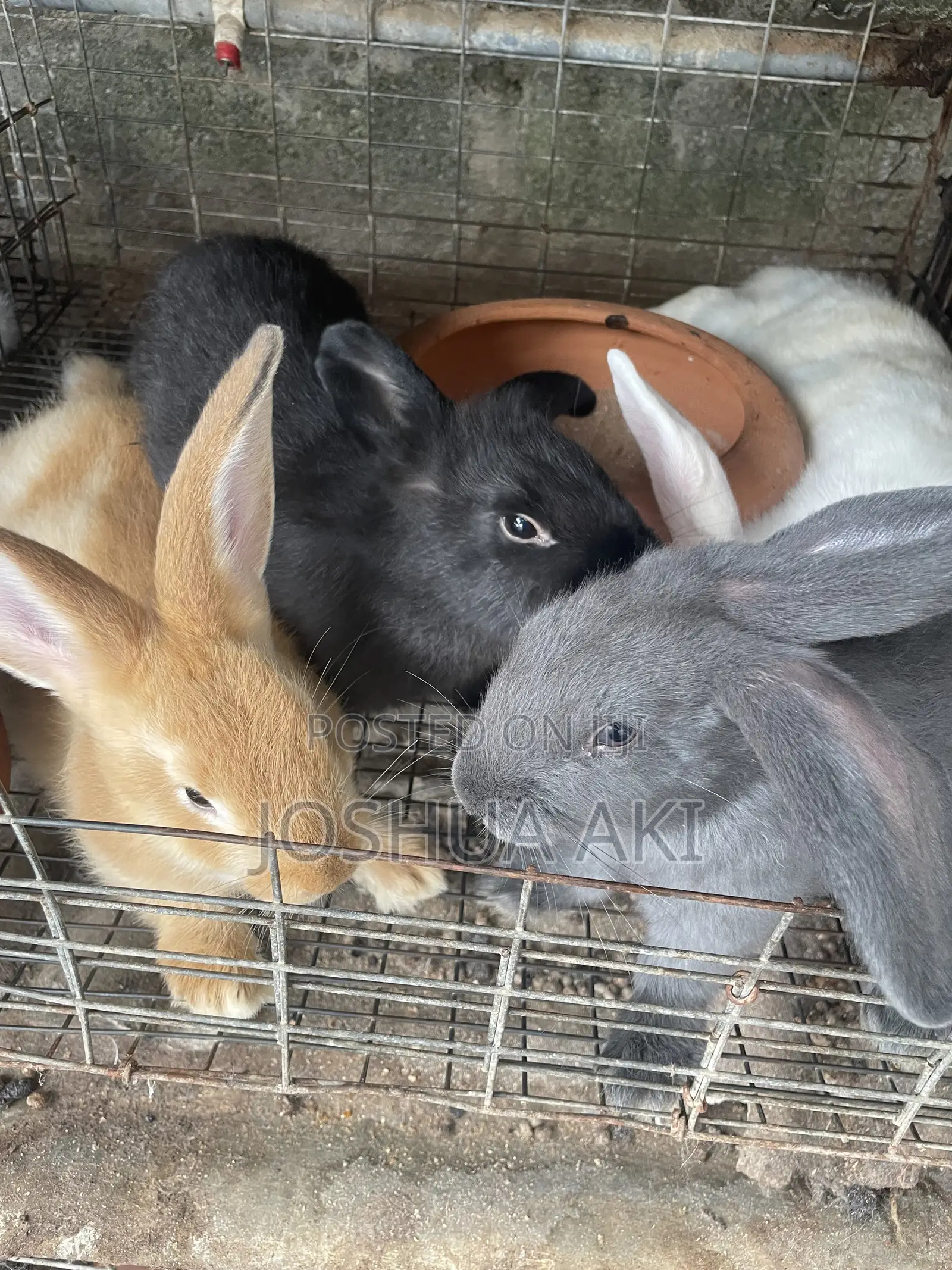 Rabbits Farm
