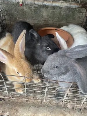 Rabbits Farm