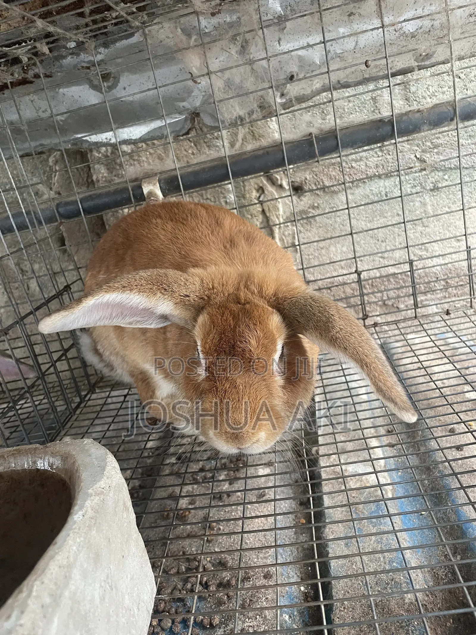 Rabbits Farm