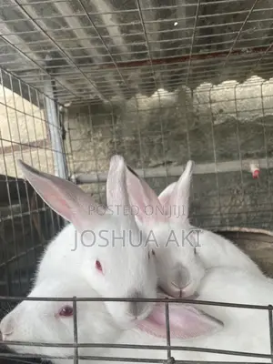 Rabbits Farm