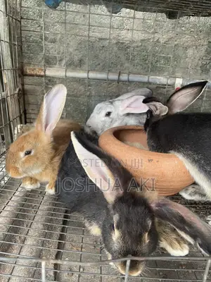 Rabbits Farm