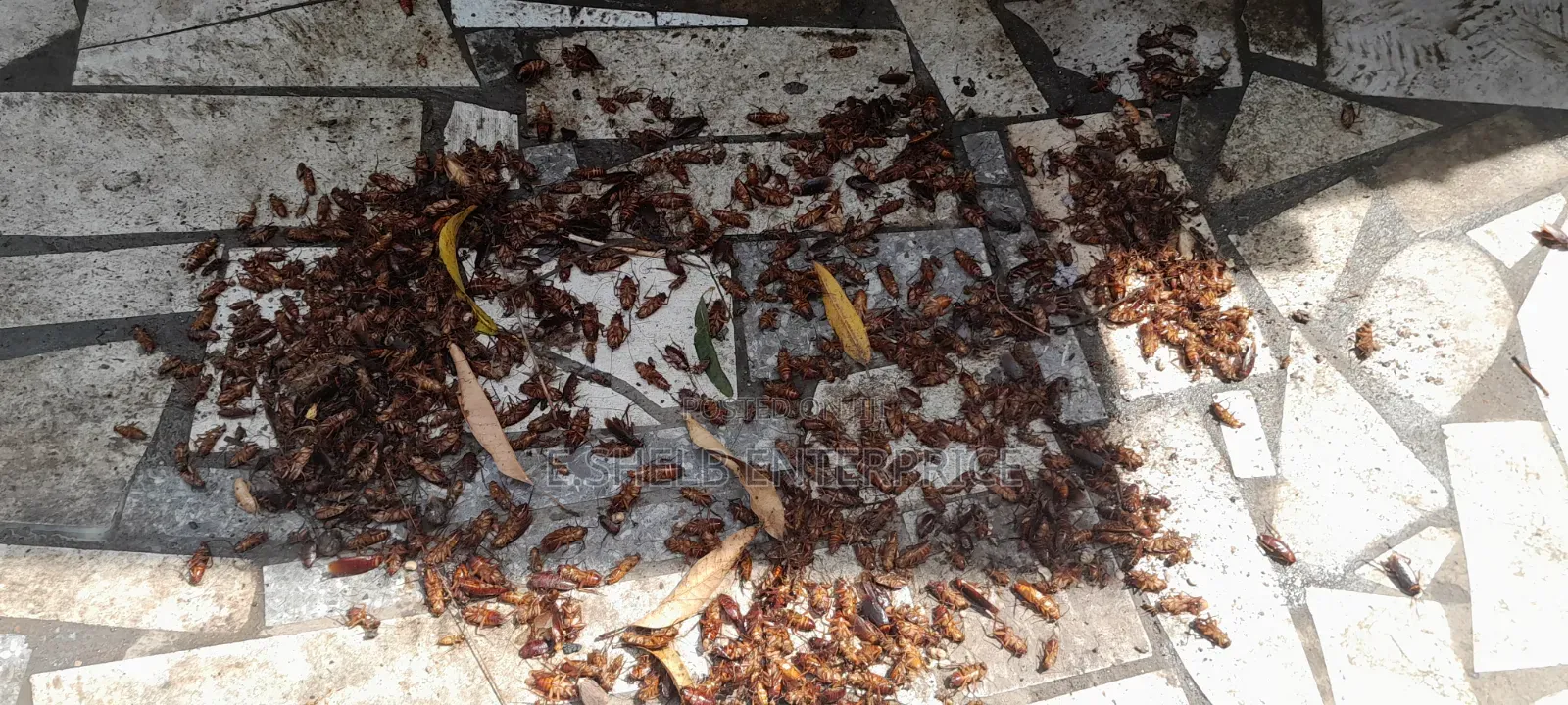 Fumigation,pest Control,cleaning and Disinfection Services