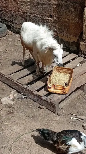 Sheep Is for Sale