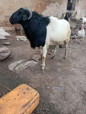 Sheep Is for Sale