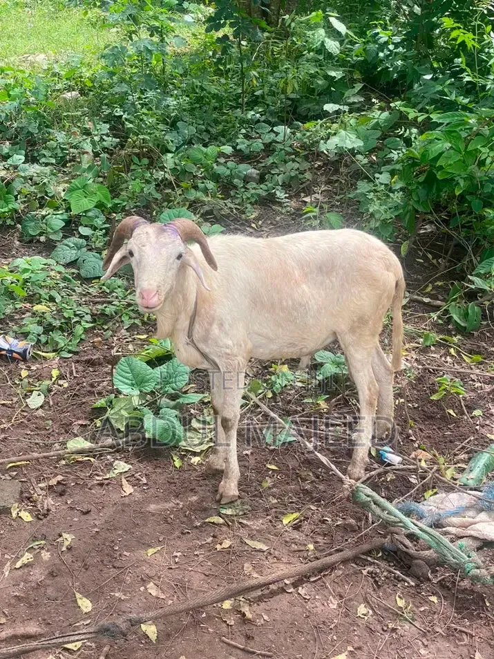 Sheep Is for Sale