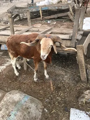 Sheep Is for Sale