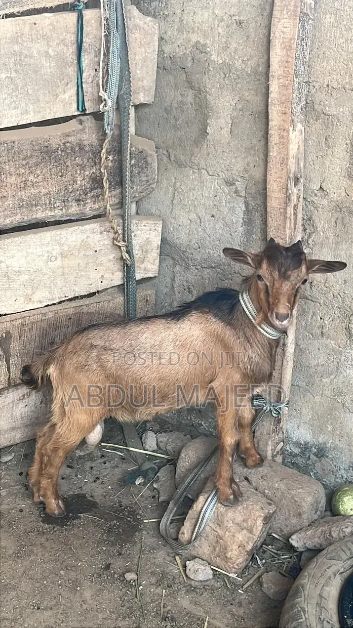 Goat Is for Sale