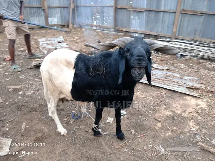 Sheep Is for Sale