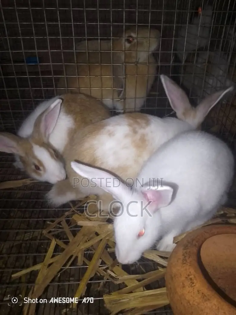 Matured Female and Male Rabbits