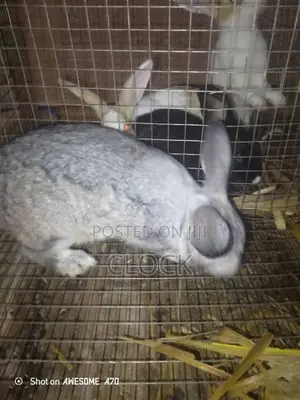 Matured Female and Male Rabbits