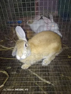 Matured Female and Male Rabbits