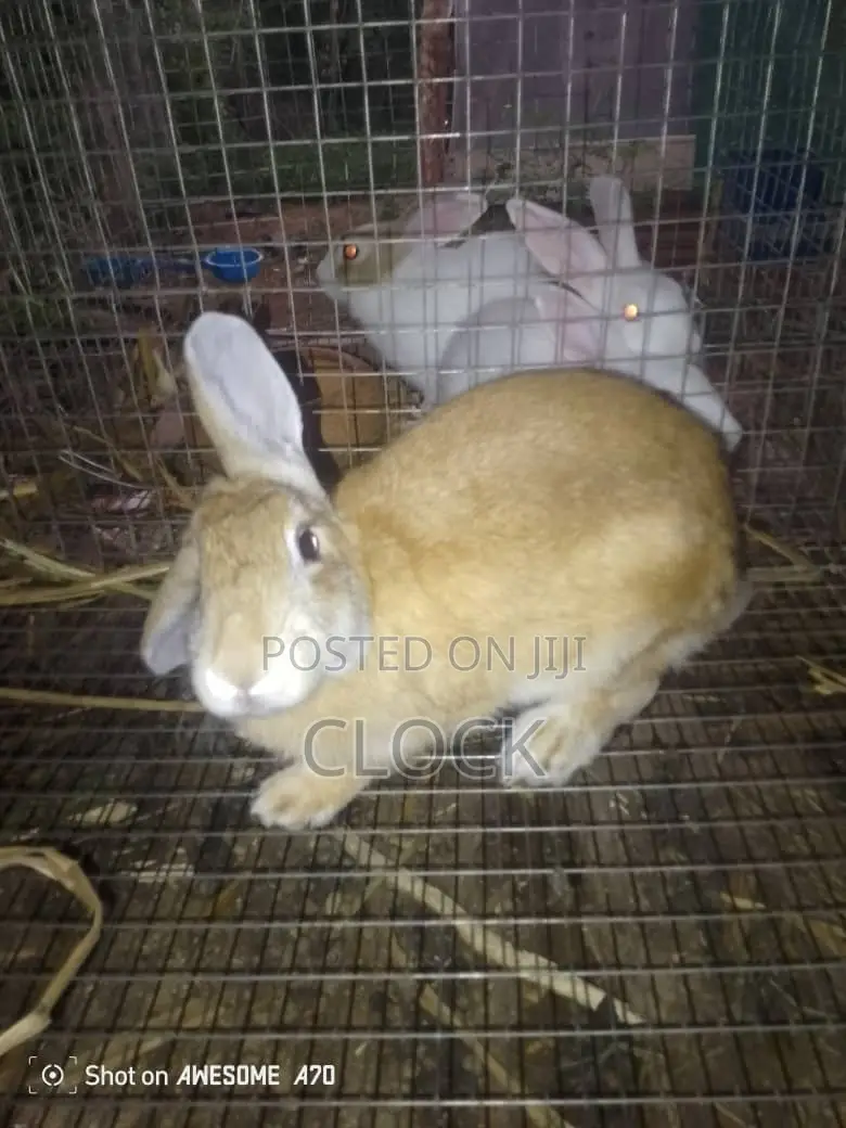 Matured Female and Male Rabbits