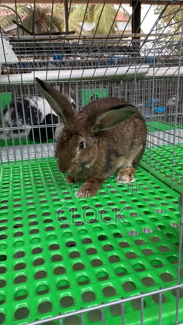 Matured Female and Male Rabbits