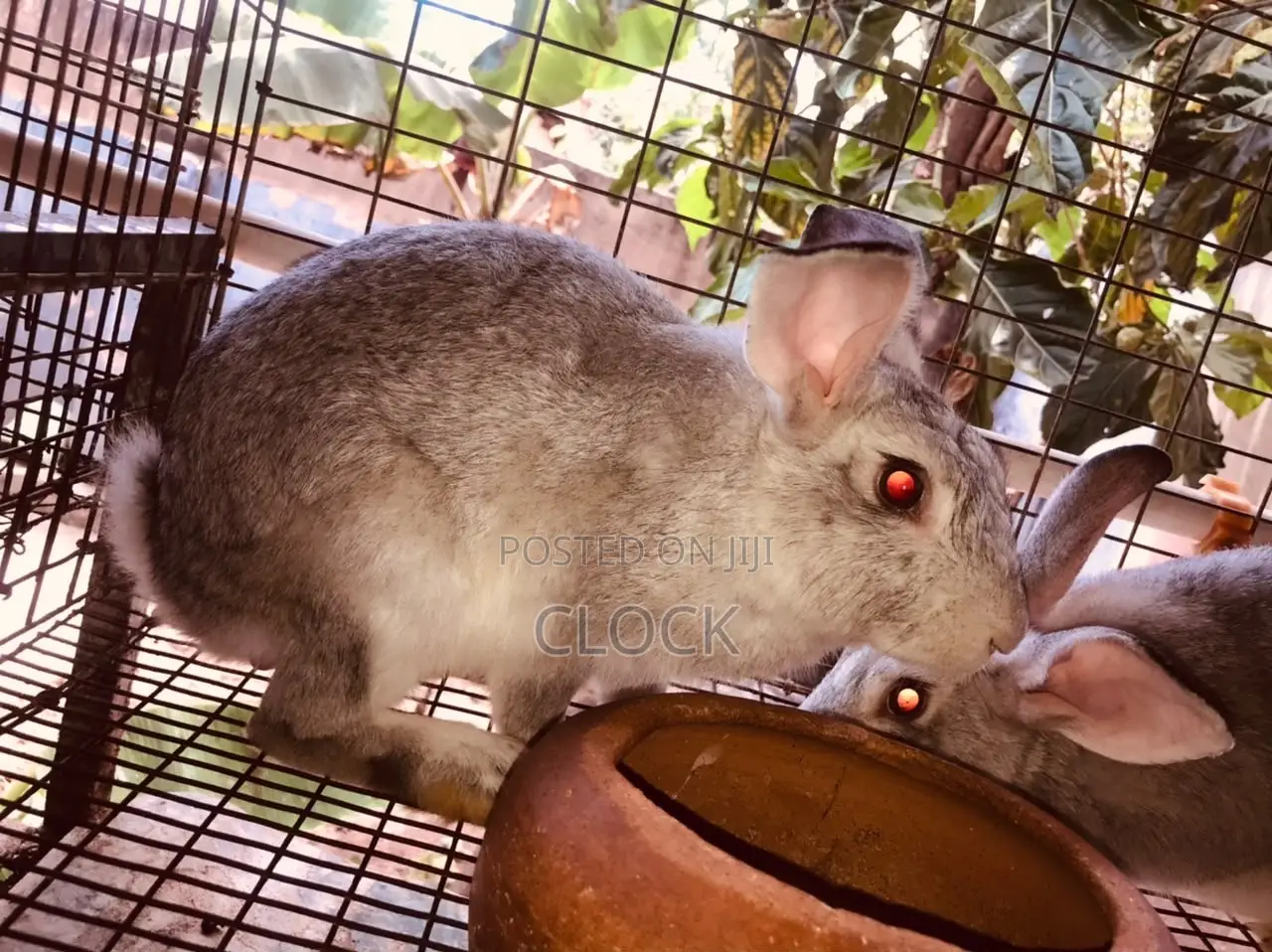 Matured Female and Male Rabbits