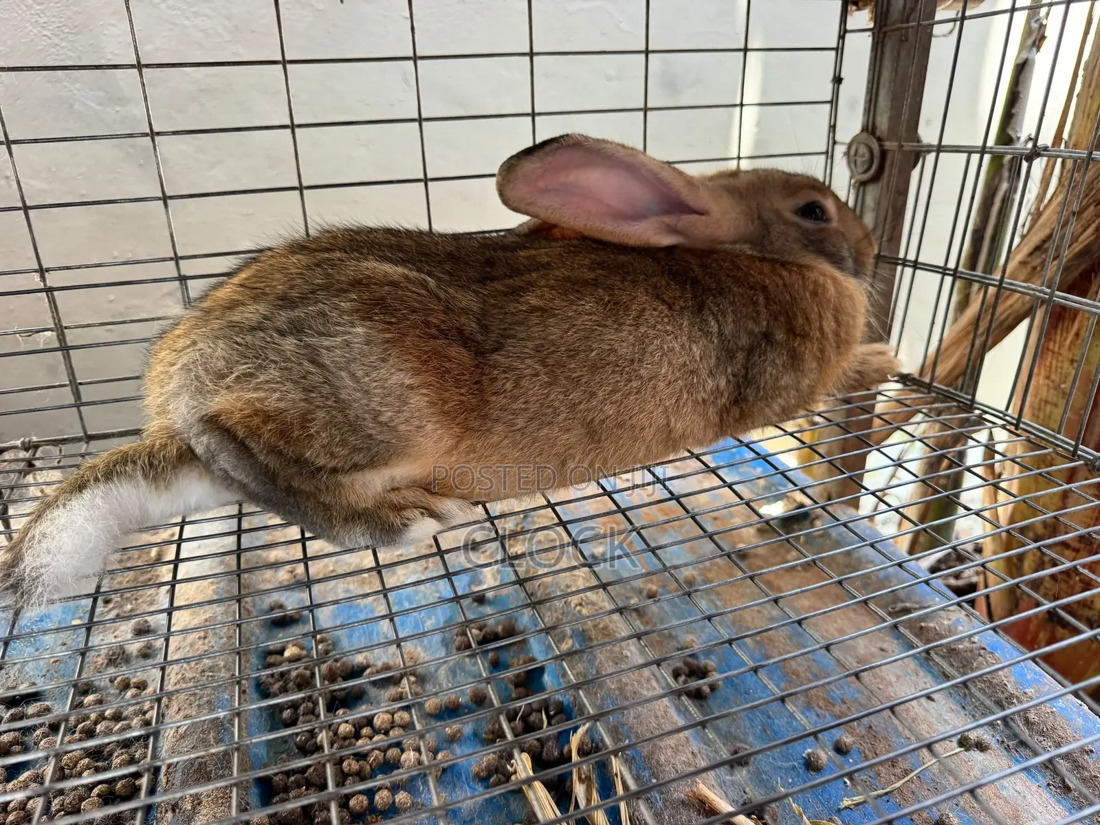Matured Female and Male Rabbits