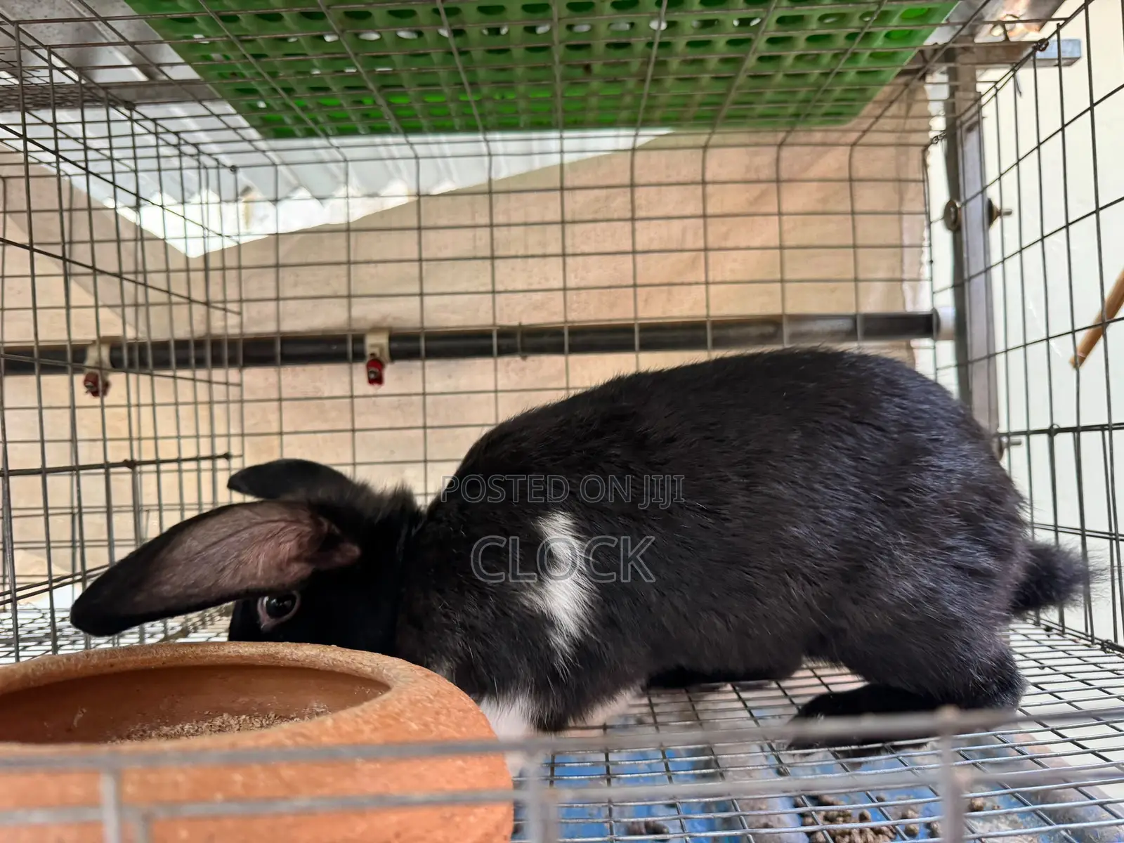 Matured Female and Male Rabbits