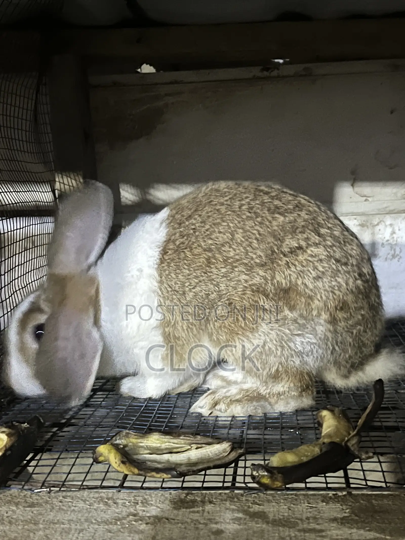Matured Female and Male Rabbits