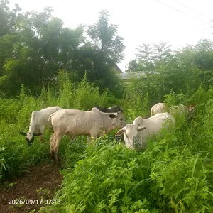 Alhassan Farms