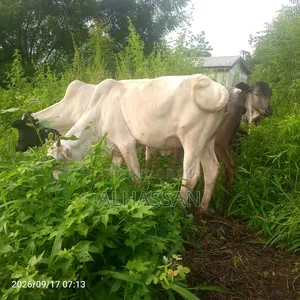 Alhassan Farms