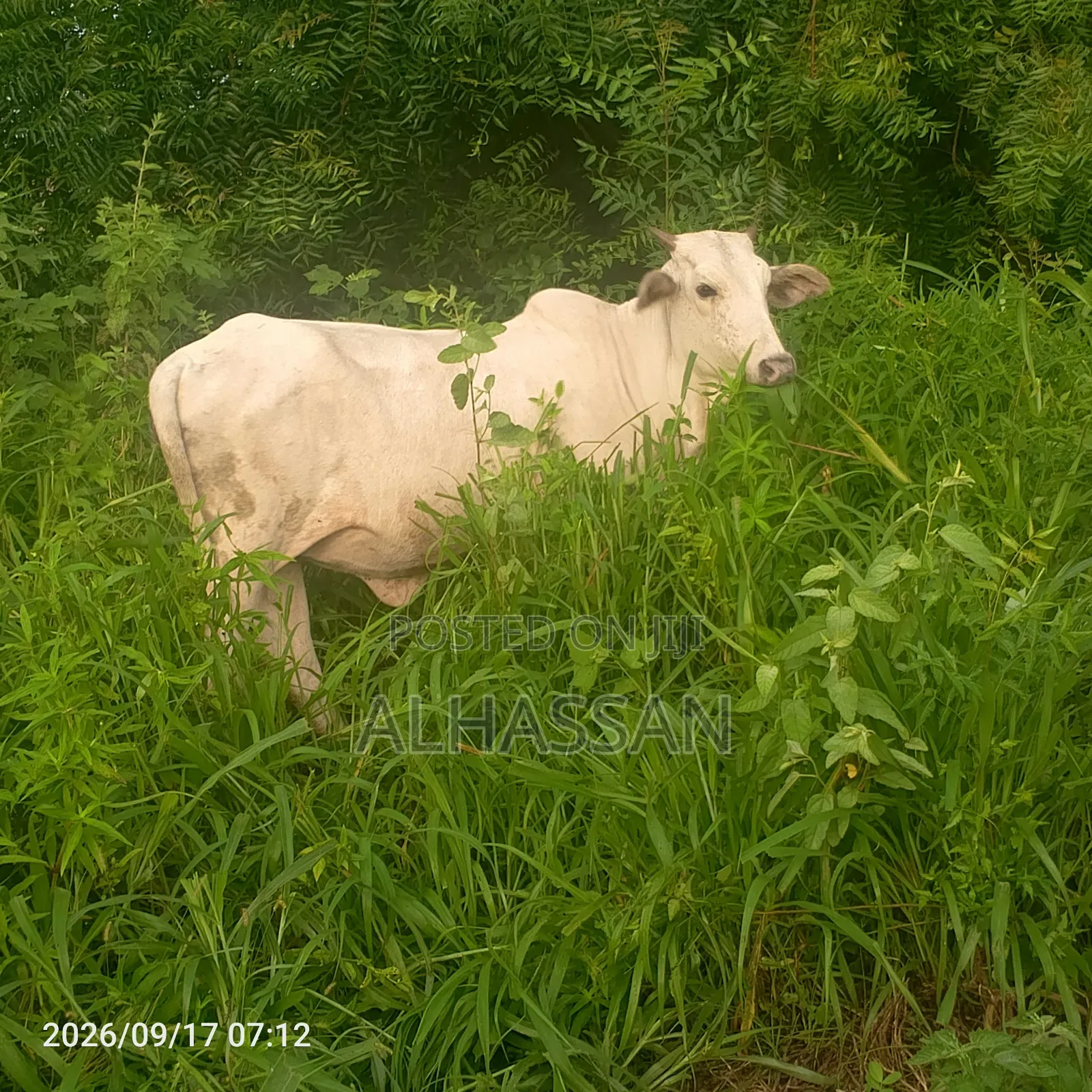 Alhassan Farms